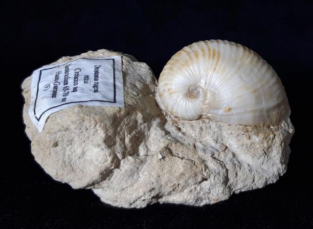 Otostoma retzii (NILSSON 1827) - Bild © FossNet FossilienStore